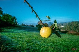 Eple i Dordogne